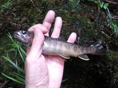檜枝岐の天然岩魚