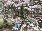 裏庭の八重桜