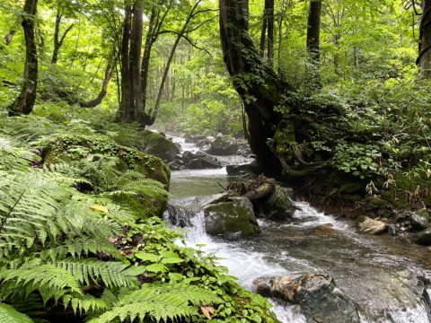 檜枝岐川にそそぐ沢の流れ