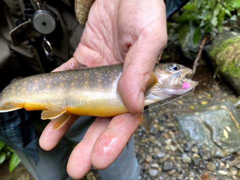 毛鉤を咥えた岩魚