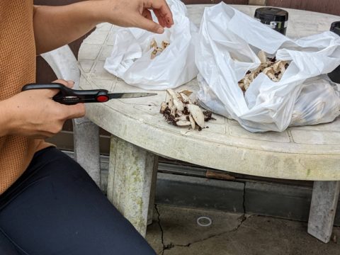 オシロイシメジの石突取り