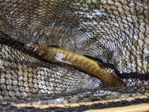 ネイティブ岩魚